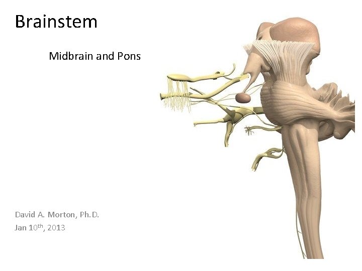 Brainstem Midbrain and Pons David A. Morton, Ph. D. Jan 10 th, 2013 