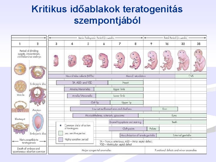 Kritikus időablakok teratogenitás szempontjából 