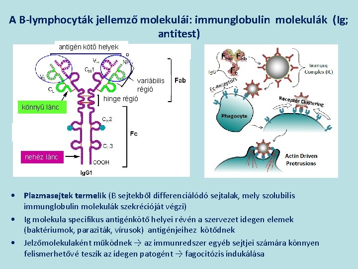 A B-lymphocyták jellemző molekulái: immunglobulin molekulák (Ig; antitest) antigén kötő helyek variábilis régió hinge