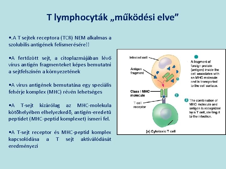 T lymphocyták „működési elve” • . A T sejtek receptora (TCR) NEM alkalmas a