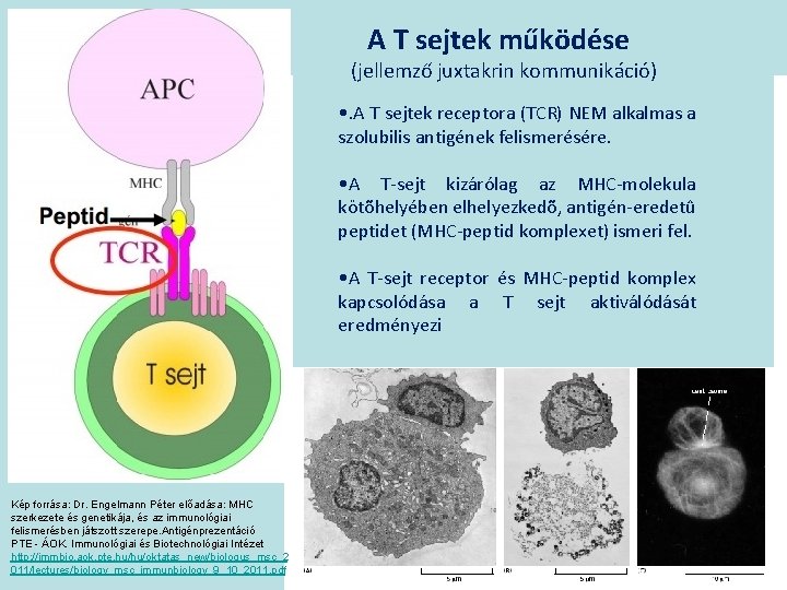 A T sejtek működése (jellemző juxtakrin kommunikáció) • . A T sejtek receptora (TCR)