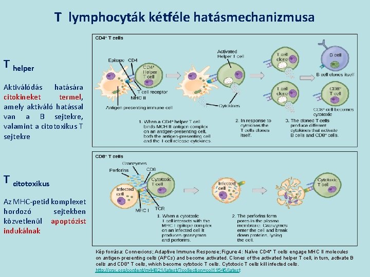 T lymphocyták kétféle hatásmechanizmusa T helper Aktiválódás hatására citokineket termel, amely aktiváló hatással van