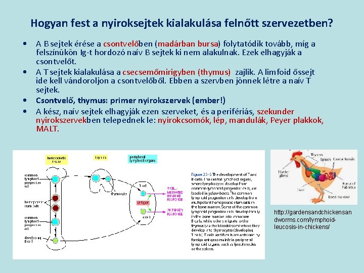 Hogyan fest a nyiroksejtek kialakulása felnőtt szervezetben? • A B sejtek érése a csontvelőben