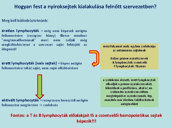 Hogyan fest a nyiroksejtek kialakulása felnőtt szervezetben? Meg kell különböztetnünk: éretlen lymphocyták = még