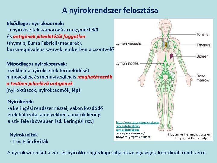 A nyirokrendszer felosztása Elsődleges nyirokszervek: -a nyiroksejtek szaporodása nagymértékű és antigének jelenlététől független (thymus,