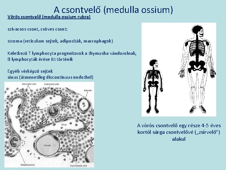 A csontvelő (medulla ossium) Vörös csontvelő (medulla ossium rubra) szivacsos csont, csöves csont: stroma