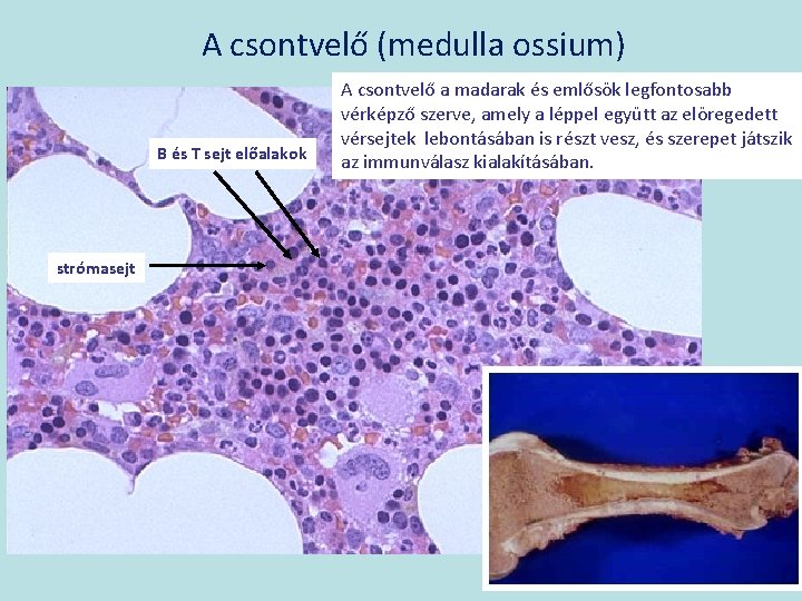 A csontvelő (medulla ossium) B és T sejt előalakok strómasejt A csontvelő a madarak