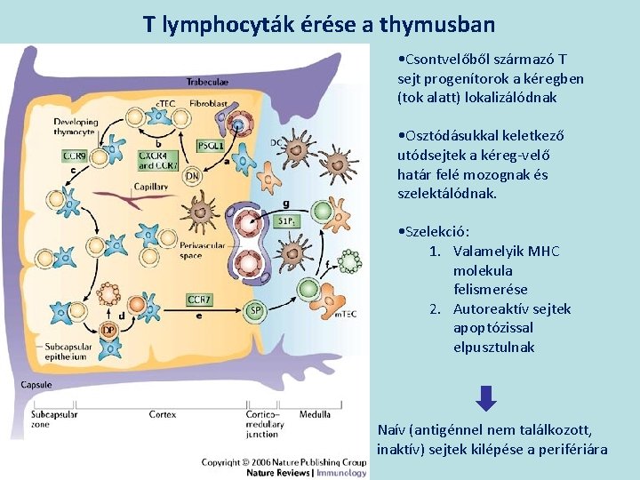 T lymphocyták érése a thymusban • Csontvelőből származó T sejt progenítorok a kéregben (tok