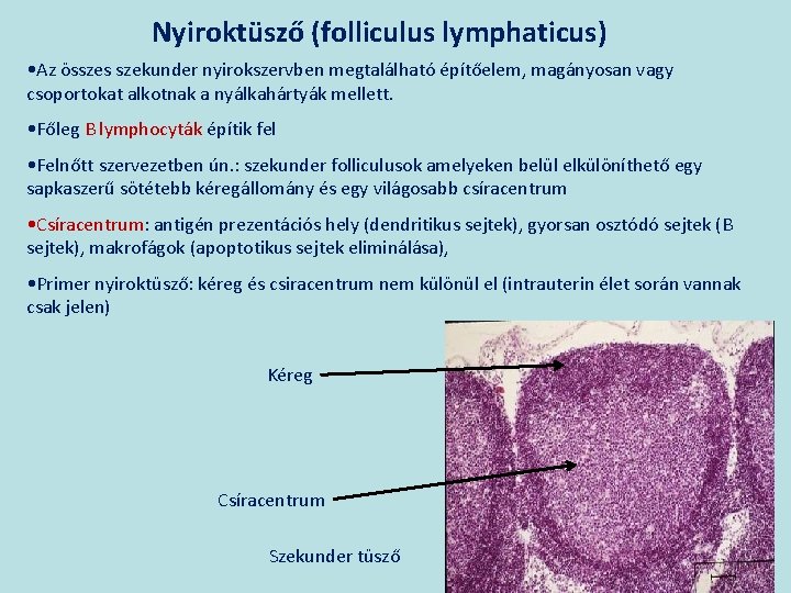 Nyiroktüsző (folliculus lymphaticus) • Az összes szekunder nyirokszervben megtalálható építőelem, magányosan vagy csoportokat alkotnak
