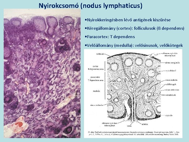 Nyirokcsomó (nodus lymphaticus) • Nyirokkeringésben lévő antigének kiszűrése • Kéregállomány (cortex): folliculusok (B dependens)