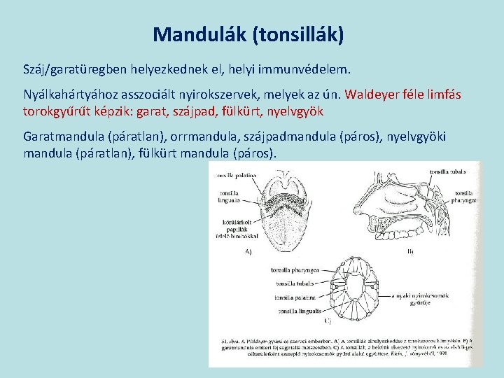 Mandulák (tonsillák) Száj/garatüregben helyezkednek el, helyi immunvédelem. Nyálkahártyához asszociált nyirokszervek, melyek az ún. Waldeyer