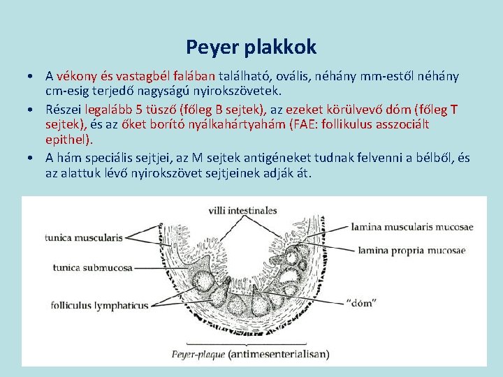 Peyer plakkok • A vékony és vastagbél falában található, ovális, néhány mm-estől néhány cm-esig