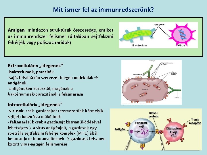 Mit ismer fel az immunredszerünk? Antigén: mindazon struktúrák összessége, amiket az immunrendszer felismer (általában