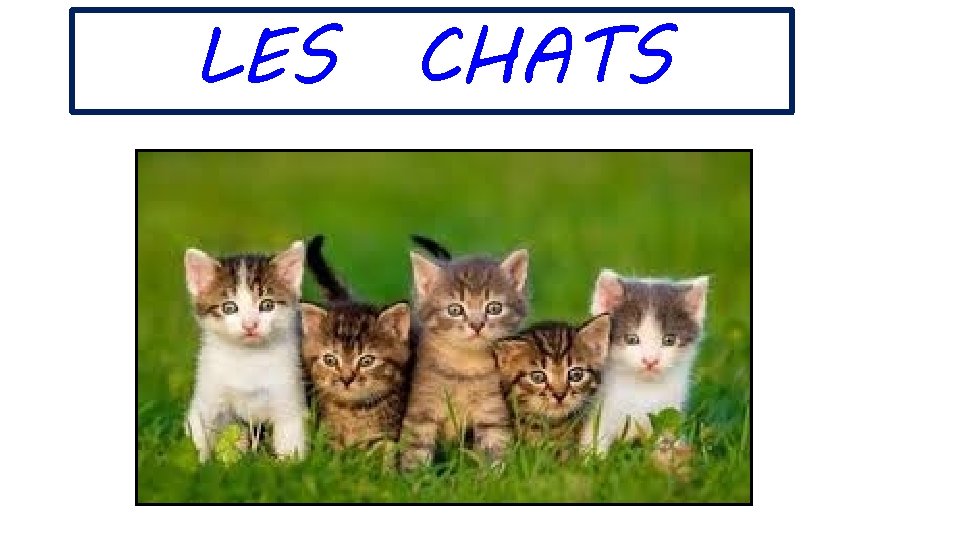 LES CHATS 