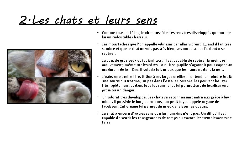 2. Les chats et leurs sens • Comme tous les félins, le chat possède