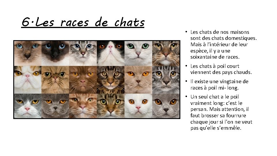 6. Les races de chats • Les chats de nos maisons sont des chats