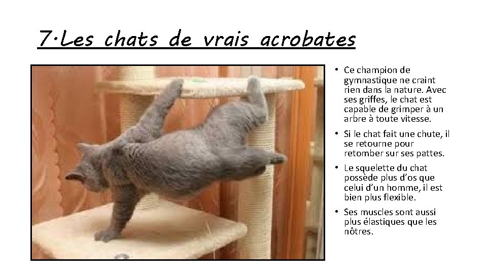 7. Les chats de vrais acrobates • Ce champion de gymnastique ne craint rien