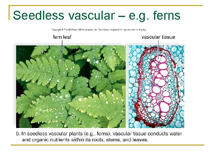 Seedless vascular – e. g. ferns 