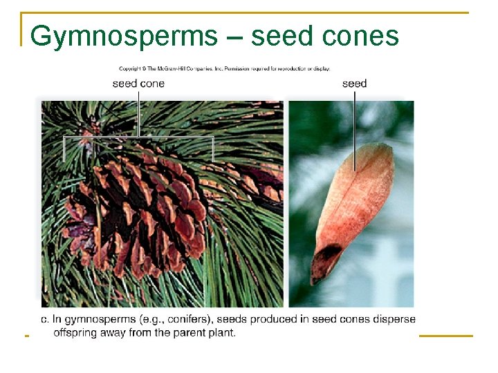 Gymnosperms – seed cones 