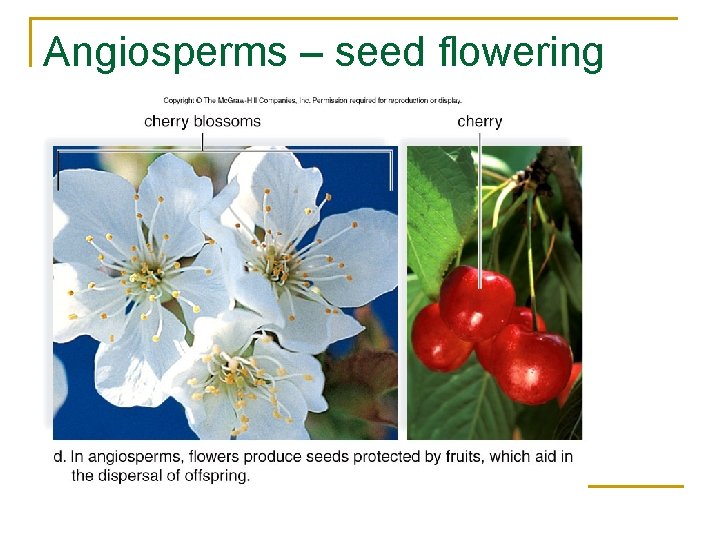 Angiosperms – seed flowering 