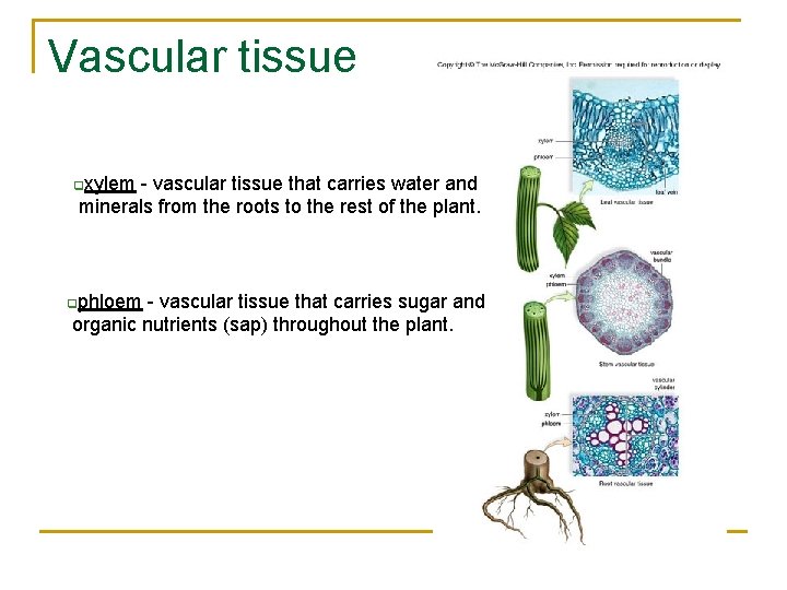 Vascular tissue qxylem - vascular tissue that carries water and minerals from the roots