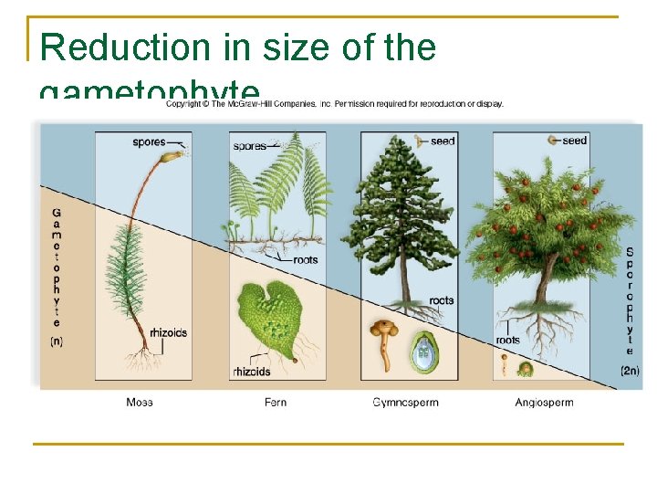 Reduction in size of the gametophyte 