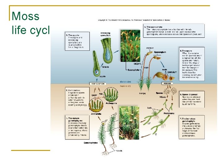 Moss life cycle 