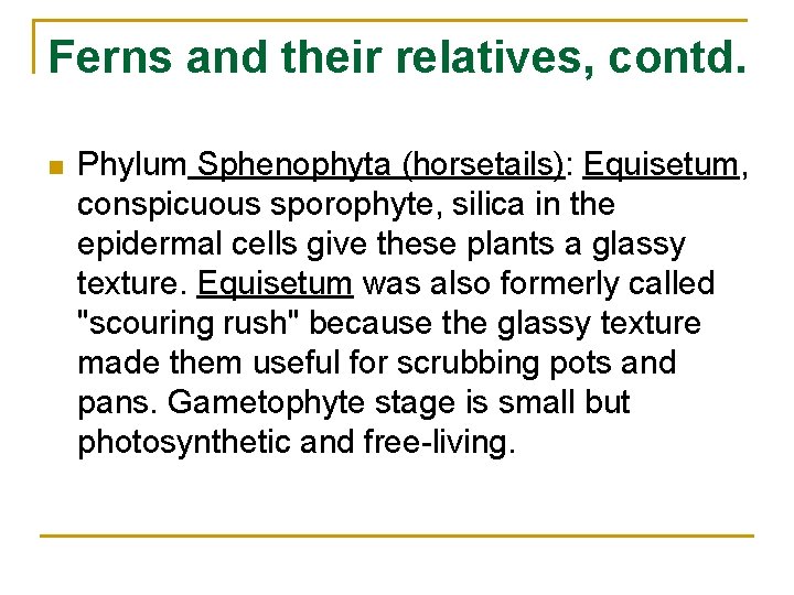 Ferns and their relatives, contd. n Phylum Sphenophyta (horsetails): Equisetum, conspicuous sporophyte, silica in