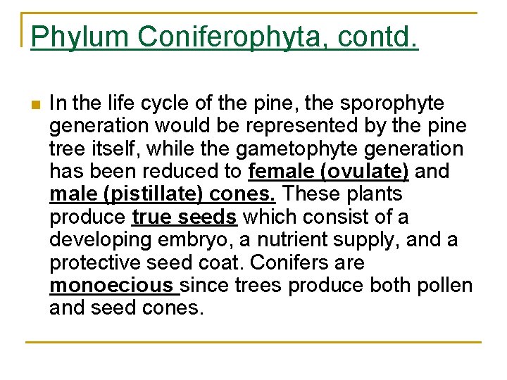 Phylum Coniferophyta, contd. n In the life cycle of the pine, the sporophyte generation