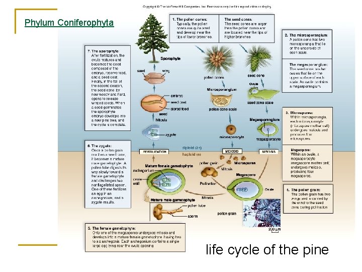 Phylum Coniferophyta life cycle of the pine 