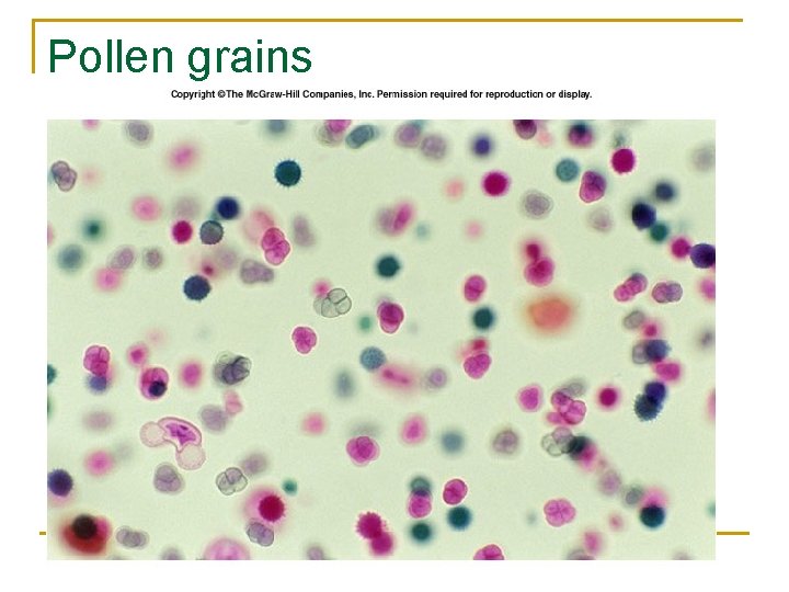 Pollen grains 