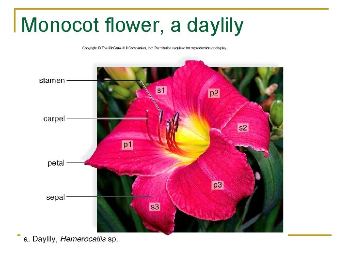 Monocot flower, a daylily 