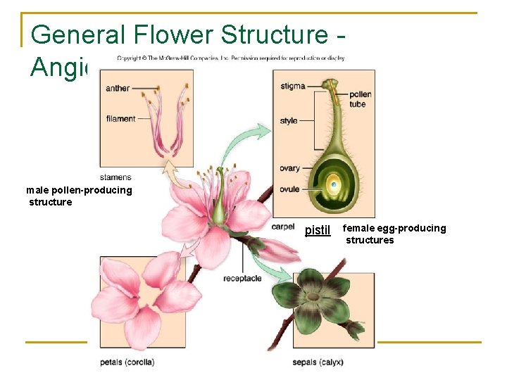 General Flower Structure Angiosperms male pollen-producing structure pistil female egg-producing structures 