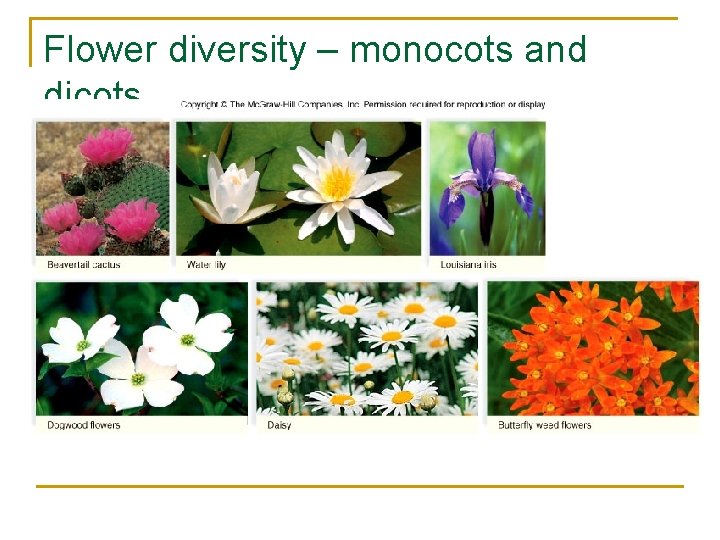 Flower diversity – monocots and dicots 