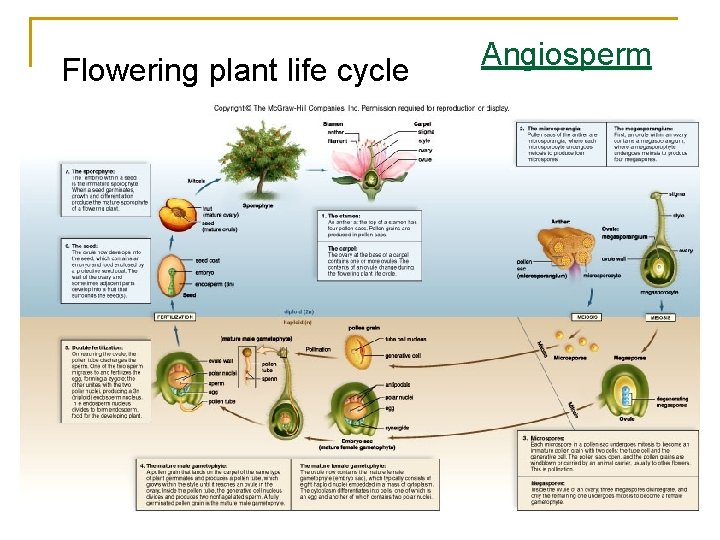 Flowering plant life cycle Angiosperm 