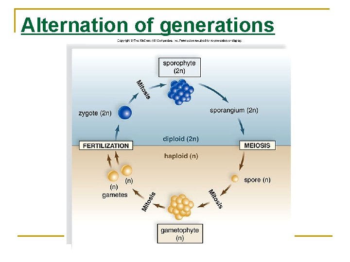 Alternation of generations 