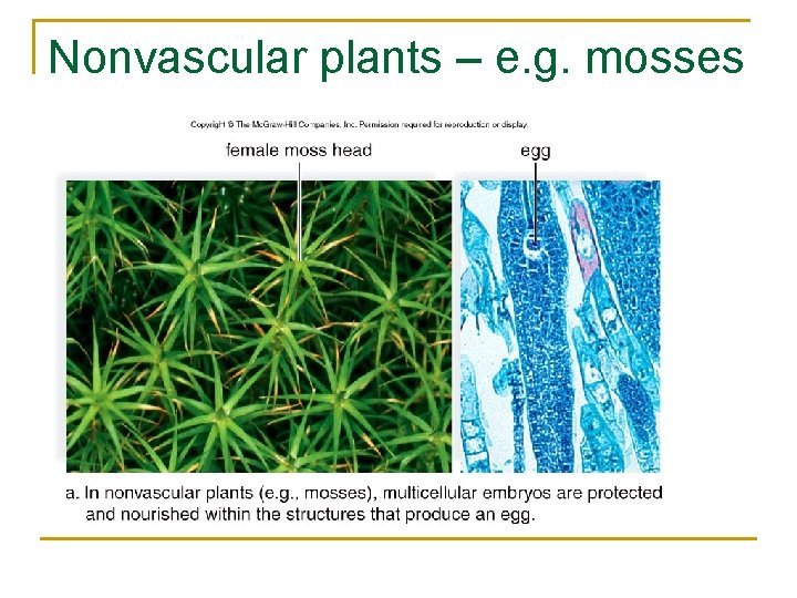 Nonvascular plants – e. g. mosses 