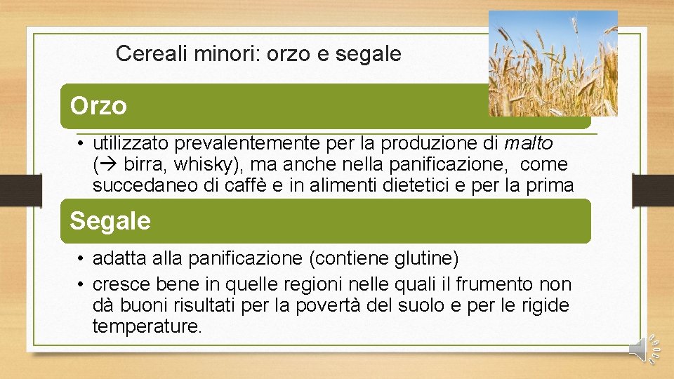 Cereali minori: orzo e segale Orzo • utilizzato prevalentemente per la produzione di malto