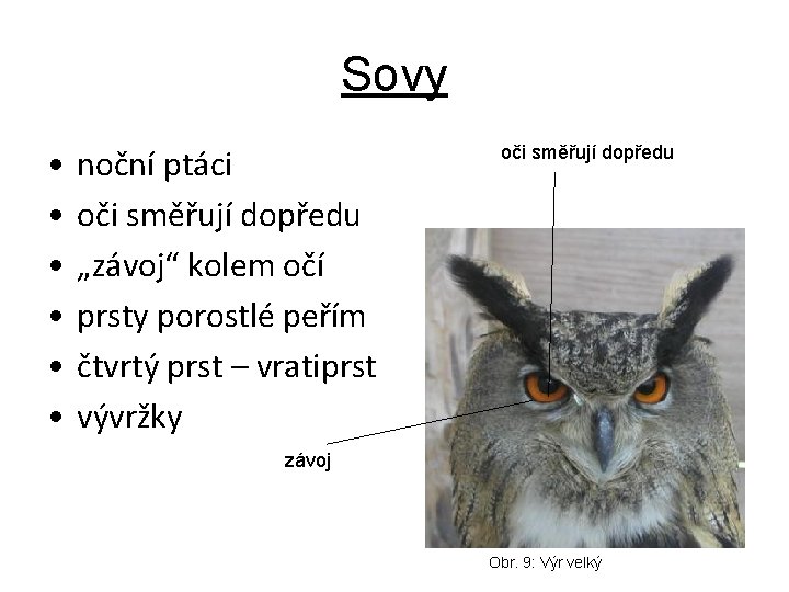 Sovy • • • noční ptáci oči směřují dopředu „závoj“ kolem očí prsty porostlé