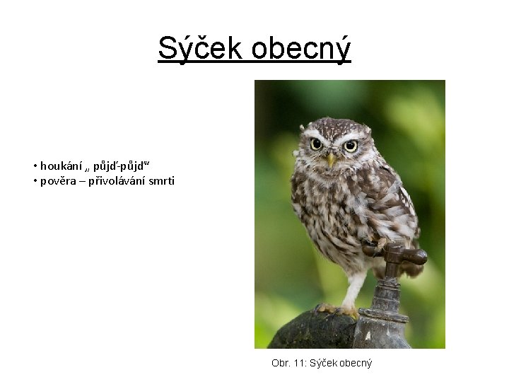 Sýček obecný • houkání „ půjď-půjď“ • pověra – přivolávání smrti Obr. 11: Sýček