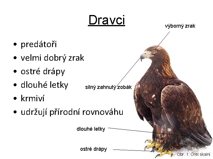 Dravci • • • výborný zrak predátoři velmi dobrý zrak ostré drápy dlouhé letky