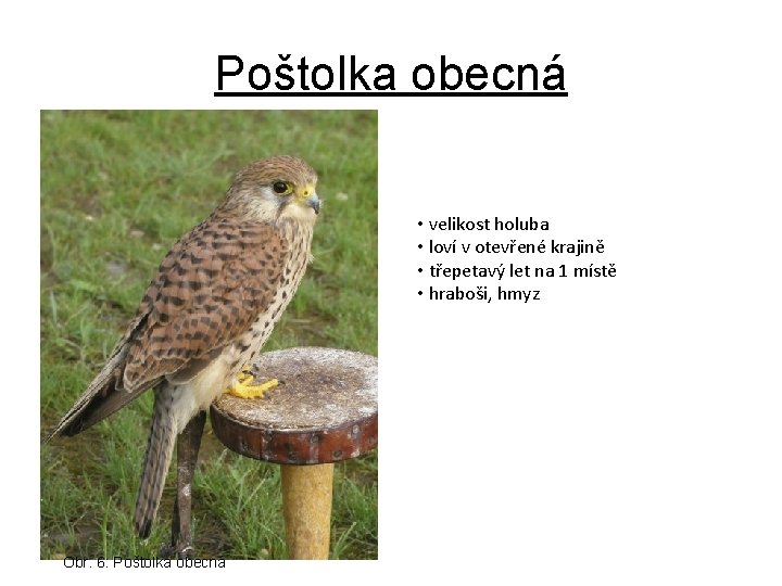 Poštolka obecná • velikost holuba • loví v otevřené krajině • třepetavý let na