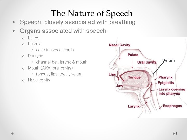 The Nature of Speech • Speech: closely associated with breathing • Organs associated with
