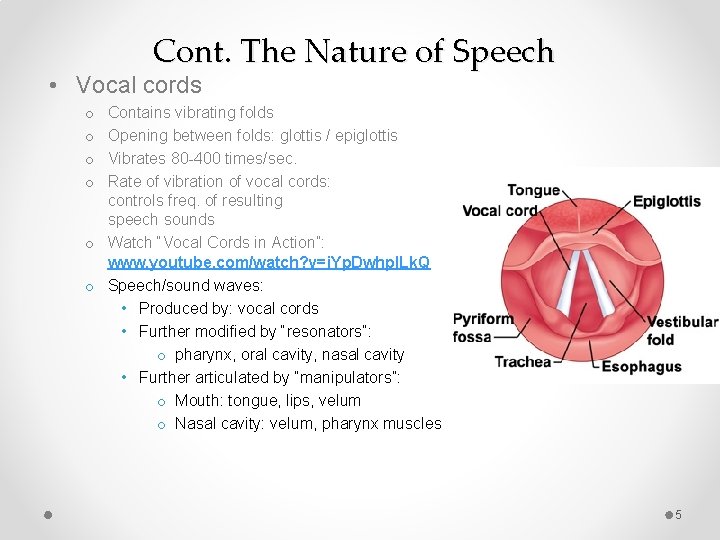 Cont. The Nature of Speech • Vocal cords Contains vibrating folds Opening between folds: