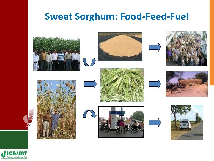Sweet Sorghum: Food-Feed-Fuel 