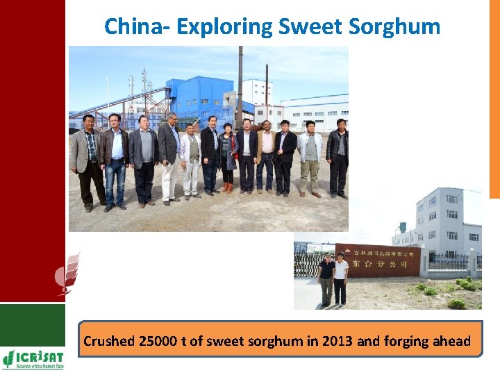 China- Exploring Sweet Sorghum ZTE Distillery, Inner Mangolia Crushed 25000 t of sweet sorghum