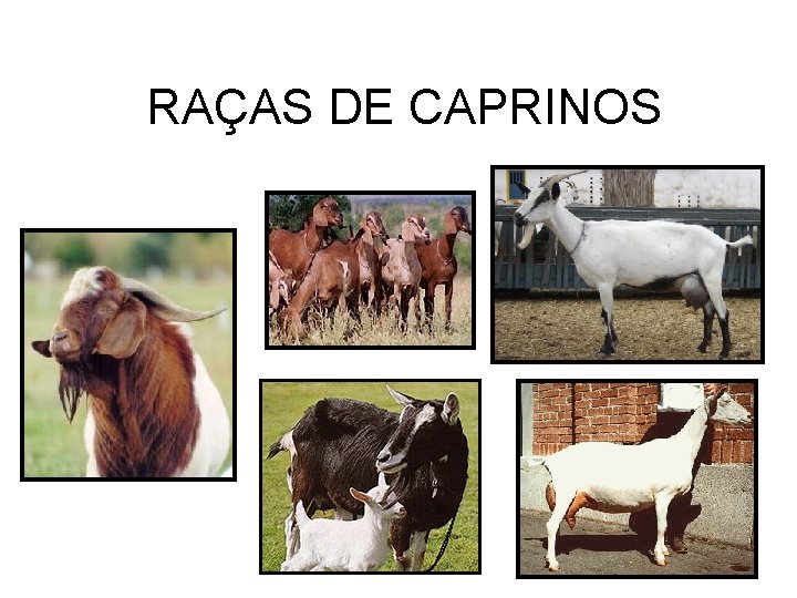 RAÇAS DE CAPRINOS 