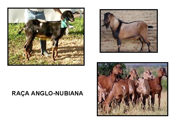 RAÇA ANGLO-NUBIANA 