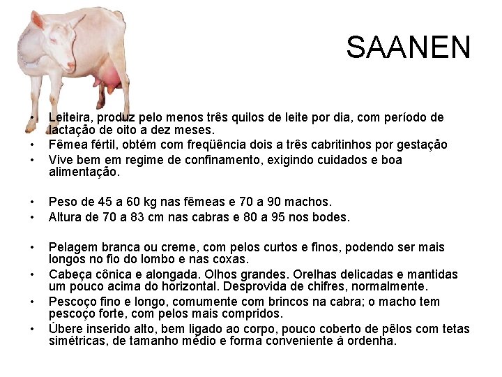 SAANEN • • • Leiteira, produz pelo menos três quilos de leite por dia,