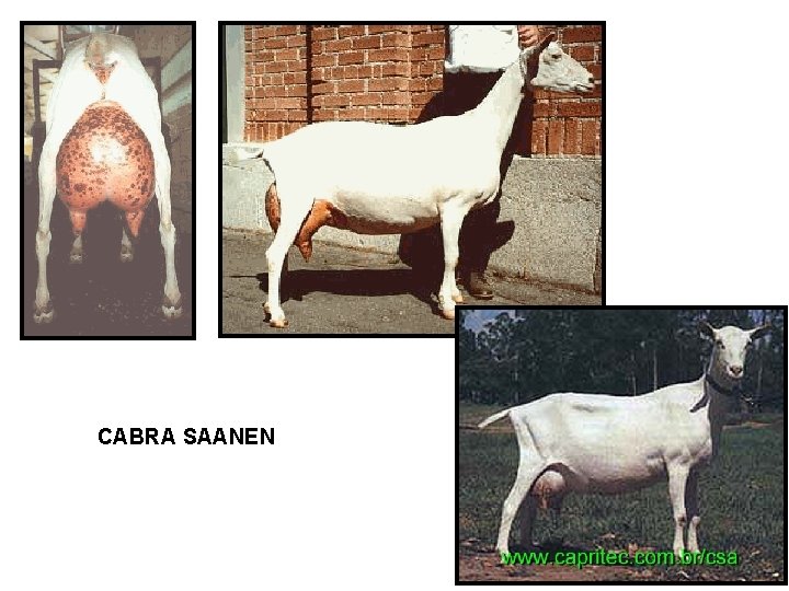 CABRA SAANEN 